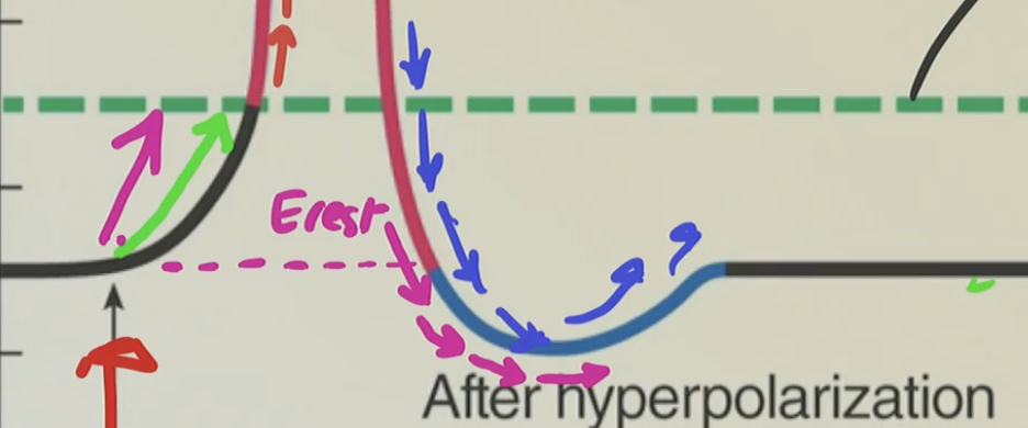 <p>Why does overshooting occur?</p>