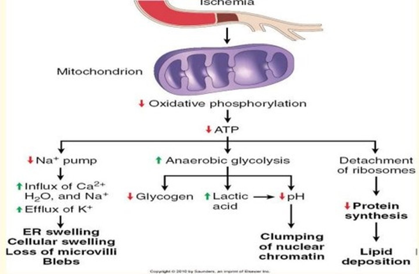 <p>Decreased oxidative phosphorylation leading to decreased ATP production</p><p>Decreased ATP production leads to...</p><p>- Decreased functioning of Na+ pump = swelling/blebbing</p><p>- Detachment of ribosomes = lipid deposition </p><p>- Increased anaerobic glycolysis = clumping of nuclear chromatin</p>