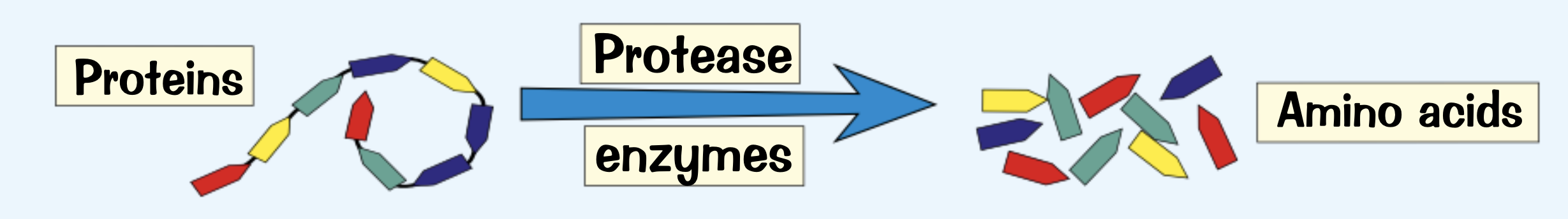 <p>amino acids</p>