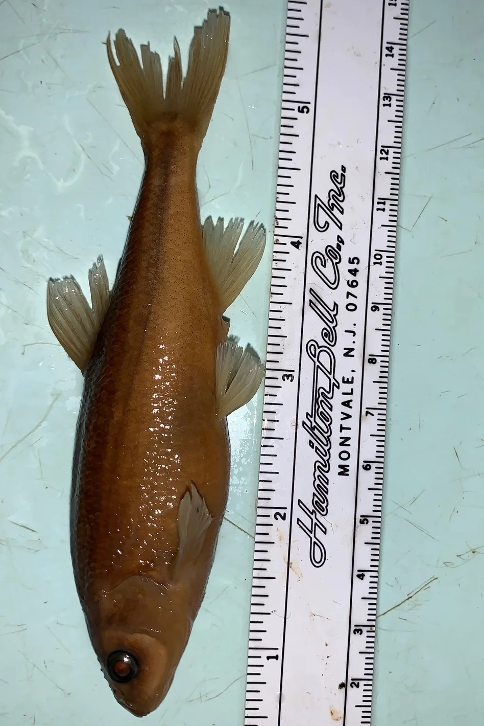 <p>What fish is this?</p>