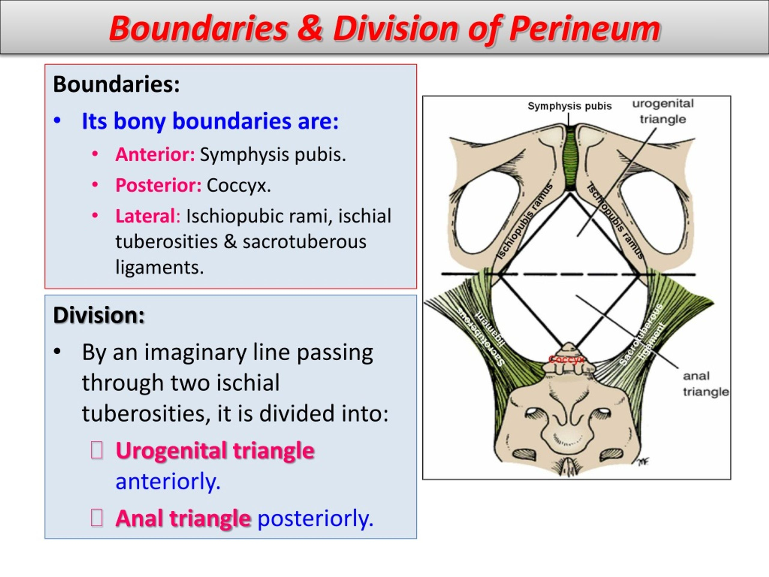 <p>The perineum is bounded by:</p><p>A. os coccygis T</p><p>B. ramus inferior ossis pubis T</p><p>C. spina ischiadica F</p><ul><li><p>ischial spine is <strong>not</strong> a boundary of the perineum; it lies more superiorly in the pelvis.</p></li></ul><p>D. tuber ischiadicum T</p><p>E. lig. sacrospinale F</p><ul><li><p>ligament is internal and not considered a boundary of the perineum.</p></li></ul><p></p>