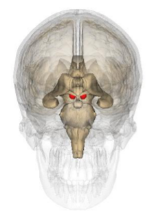 <p>What structure is represented by this image?</p>