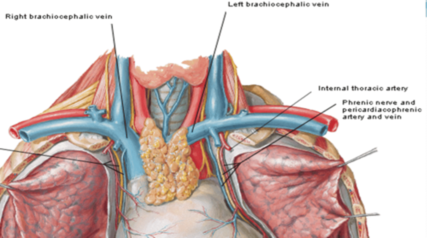 <p>tributary of the brachiocephalic (or internal thoracic) veins</p>