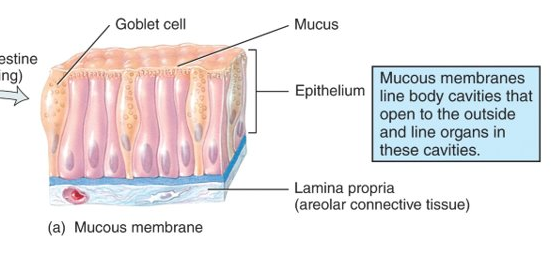 <p>lines cavities that open to the exterior (ex. GI tract); important aspect of the body’s defense mechanisms, acting as a barrier to pathogens; connective tissue layer called lamina propria</p>