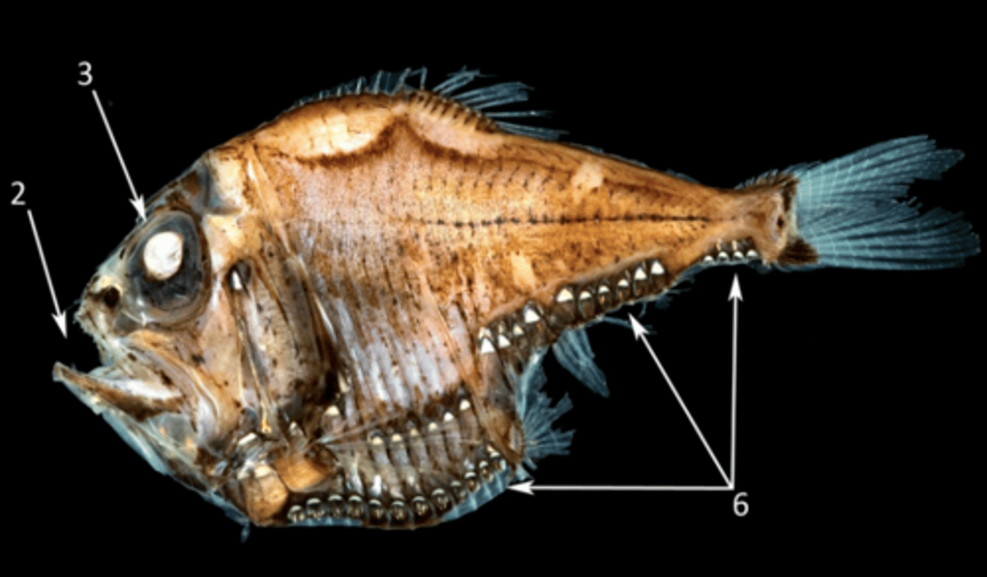 <p>dragonfishes, lightfishes, loosejaws</p><p>-Photophores</p><p>-Large mouth extending past eye</p><p>-Genus Cyclothone (bristlemouths) most abundant and widely distributed vertebrates on Earth</p><p>-deep sea fishes</p>
