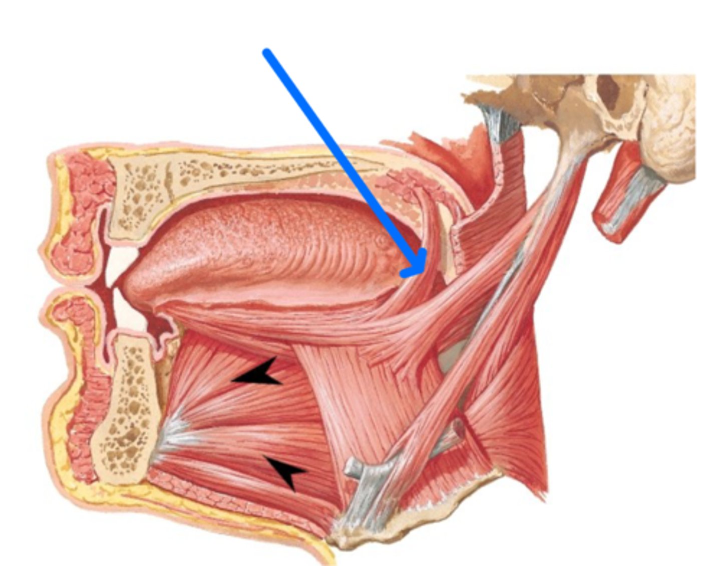 <p>What is this muscle?</p>