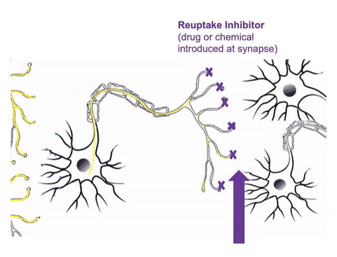 <p>-Blocks the reuptake of a neurotransmitter</p><p>-Enhances communication between neurons</p>