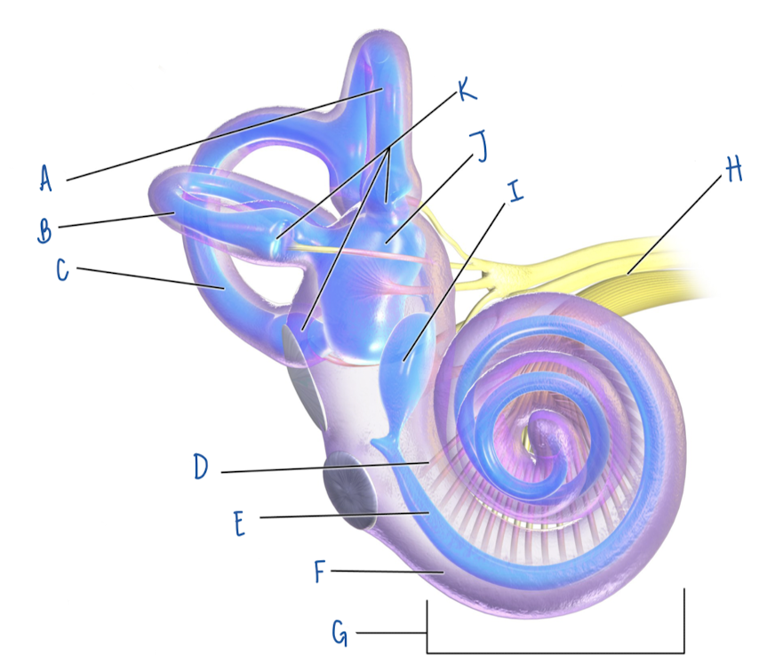 <p>Name the part of the inner ear labeled A</p>