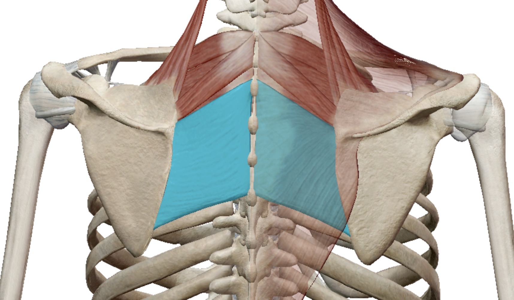 <p>Identify this muscle</p>