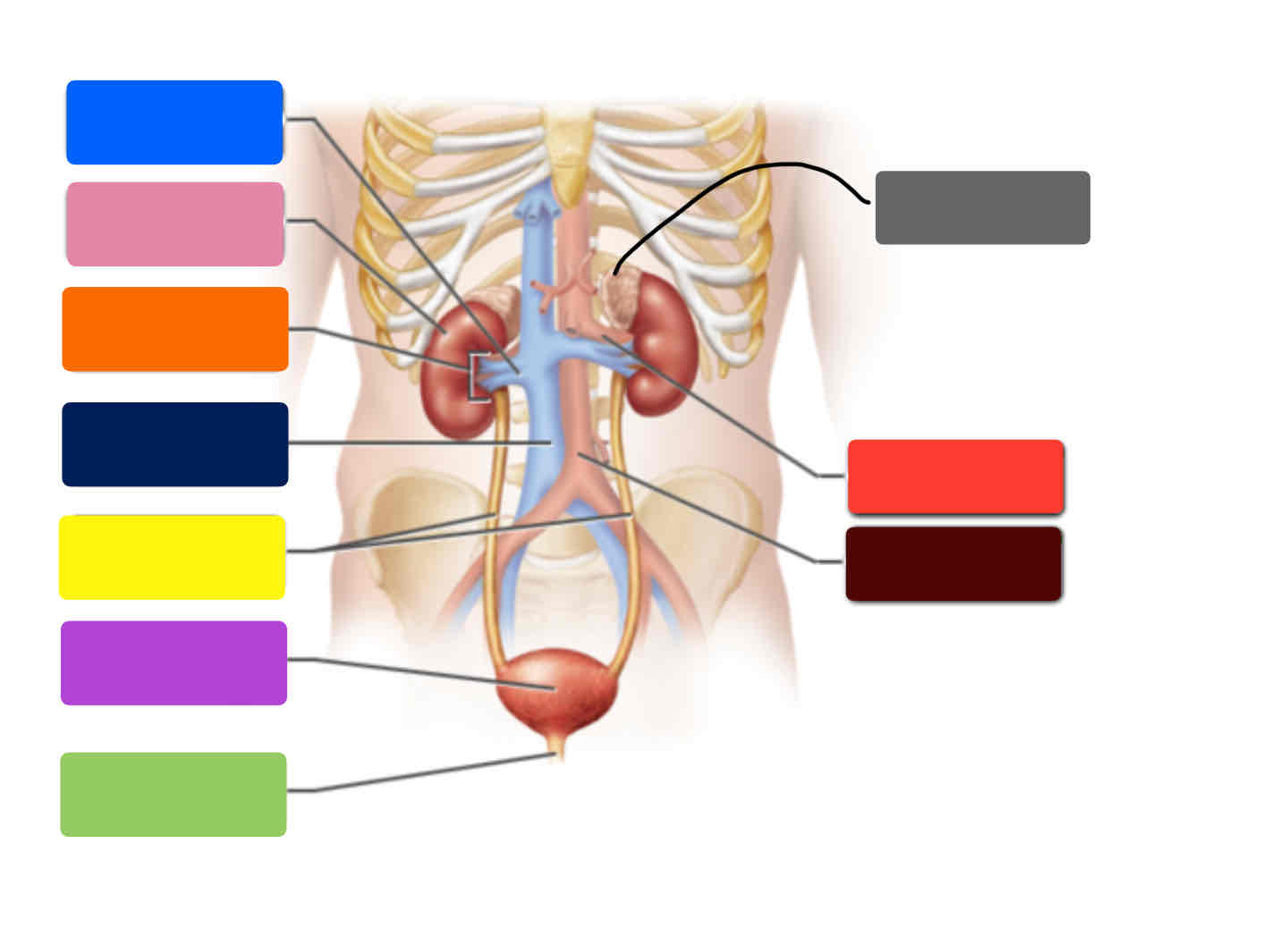 <p>What is the orange one </p>