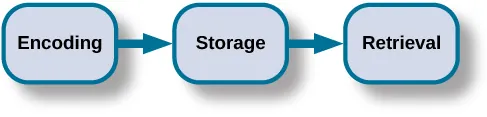 <p><span>Set of processes used to encode, store, and retrieve information over different periods of time</span></p>