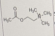 <p>Which of the following is/are correct about the molecule shown below?</p><p>I. It is synthesized in the synaptic cleft </p><p>II. it is highly water soluble due to the quaternary ammonium cation</p><p>III. it can produce excitatory actions </p>