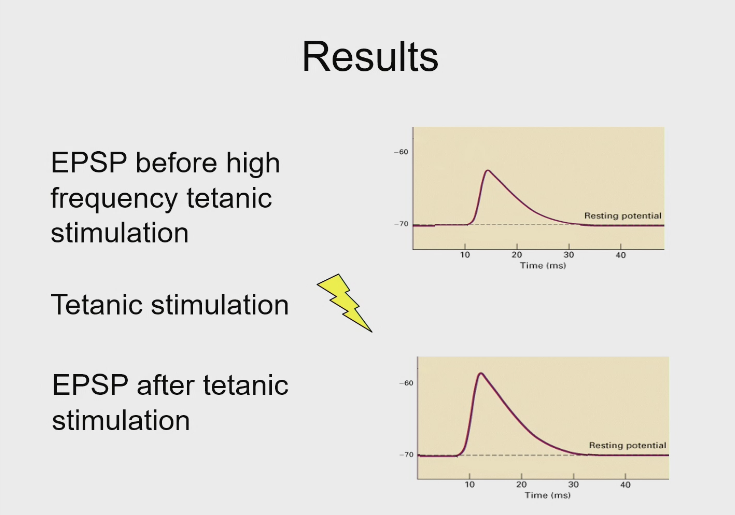 <p>Pre discovery of LTP - Bliss and lomo in segregating post and pre synaptic populations - found that </p>