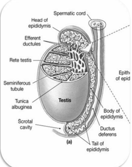 <ul><li><p>Tunica albuginea</p></li><li><p>Seminiferous tubules</p></li><li><p>Rete testis</p></li><li><p>Efferent ductules</p></li></ul>