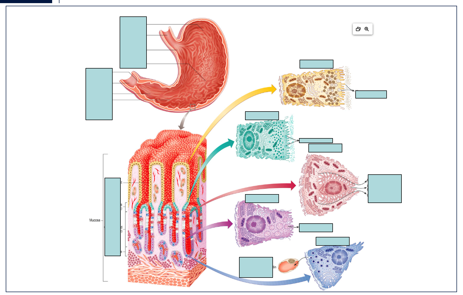 <p><strong>About Stomach Anatomy:</strong></p><ol><li><p>What are the main regions of the stomach shown in the diagram?</p></li><li><p>Where does the esophagus connect to the stomach?</p></li><li><p>What part of the stomach connects to the duodenum?</p></li><li><p>Can you identify the different parts of the pylorus?</p></li></ol><p><strong>About Gastric Gland Structure:</strong></p><ol start="5"><li><p>What are the main structural components of a gastric gland?</p></li><li><p>Where are the gastric pits located in relation to the gastric glands?</p></li><li><p>What is the significance of the "isthmus (neck)" and "body" regions of the gastric gland?</p></li></ol><p><strong>About Specific Cell Types and Their Secretions/Functions:</strong></p><ol start="8"><li><p>What are the different types of cells found in the gastric glands?</p></li><li><p>Which cell type is responsible for producing mucus on the surface of the stomach?</p></li><li><p>What do mucous neck cells secrete, and where are they located?</p></li><li><p>Which cells produce hydrochloric acid (HCl) and intrinsic factor? Why is intrinsic factor important?</p></li><li><p>What is the primary secretion of chief cells?</p></li><li><p>What are neuroendocrine cells, and what hormones/substances do they secrete (e.g., G cells, D cells, ECL cells)?</p></li><li><p>How does the structure of each cell type relate to its function (e.g., abundance of mitochondria in parietal cells)?</p></li><li><p>Trace the path of food through the stomach, highlighting the relevant anatomical structures.</p></li></ol><p><strong>Comparative/Integrative Questions:</strong></p><ol start="16"><li><p>How do the different cell types in the gastric gland work together to contribute to stomach digestion?</p></li><li><p>Are all these cell types found uniformly throughout the stomach, or do their distributions vary by region?</p></li><li><p>How do the secretions from these cells affect the pH within the stomach lumen?</p></li></ol><p></p>