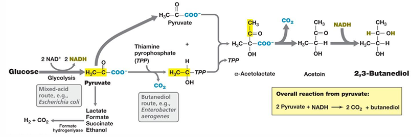 <p><strong>Q:</strong> What are the two major fermentation pathways shown for pyruvate in the diagram?</p>