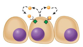 <ul><li><p>cell has receptors on its surface that respond to messenger</p></li><li><p>cells releasing message will stimulate/inhibit themselves</p></li></ul><p></p>