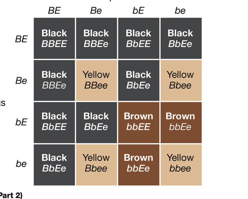 <p>Greek: stopping, standing over</p><ul><li><p>one locus (gene) alters the phenotype of a second gene Ex: color in labs</p></li><li><p>allele B (black) dominant to b (brown)</p></li><li><p>allele E (pigment deposition) is dominant to e (no pigment deposit, yellow)</p></li></ul>