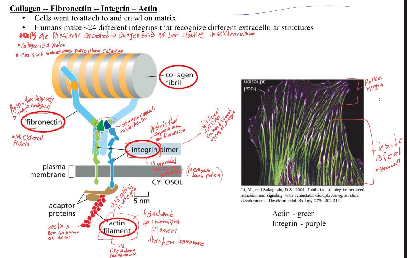 <ul><li><p>actin filament- acts as a deep rooted anchor, as it is near the surface of the cell, just beneath the membrane. it will attach to intergrin</p></li></ul><p></p><ul><li><p>intergrin dimer - the protein that makes contact with actin and fibronectin. is a membrane bound protein and can be different depending on the cell. </p></li><li><p>fibronectin- physically binds to collagen. Is an external protein. </p></li></ul><p></p>