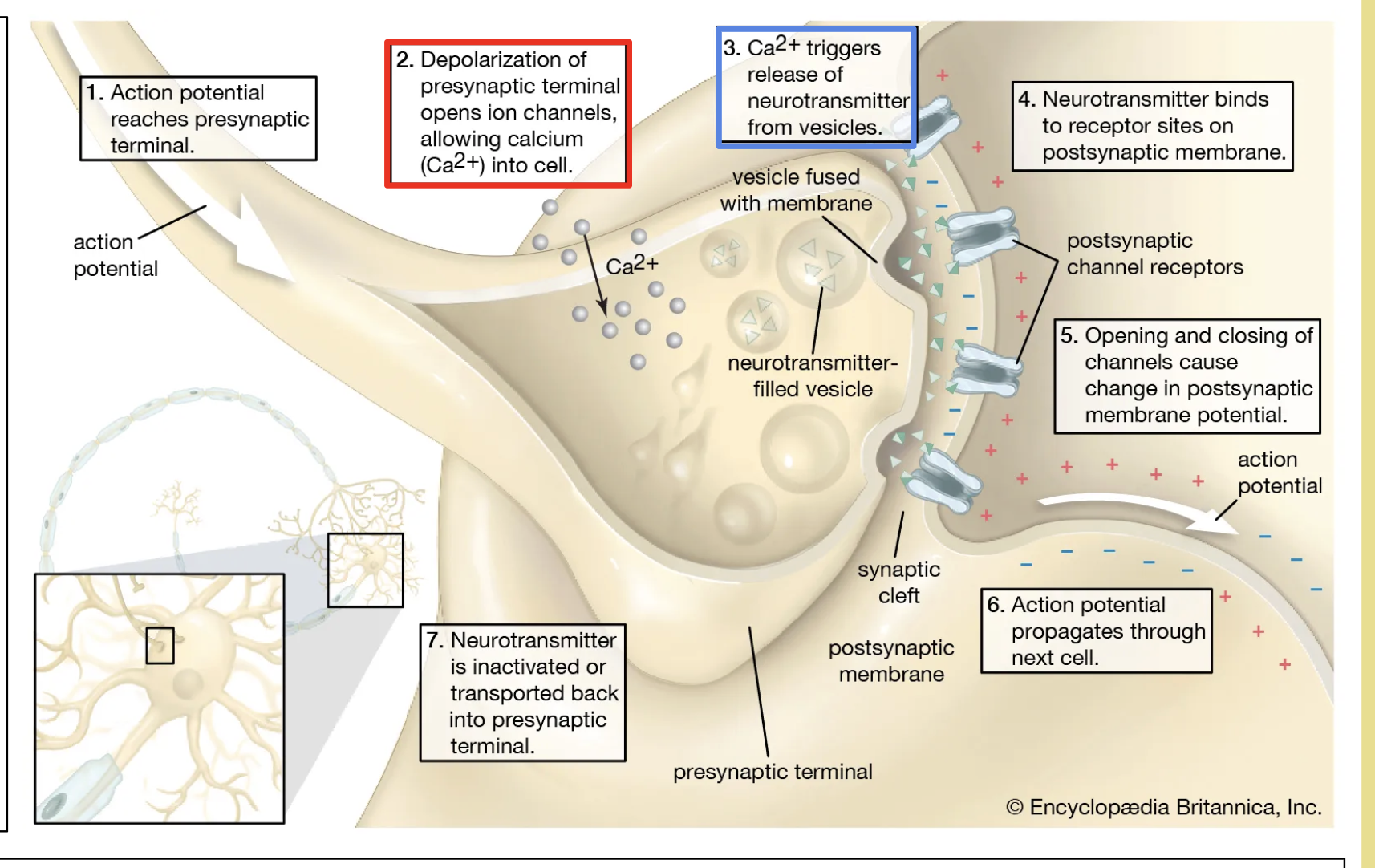 <ol><li><p>electrical impluse arrive at the end of postsynaptic neuron. <strong>calcium ion channel opens</strong> - influx of calcium&nbsp;</p></li></ol><ol><li><p>vesivle containing neurotransmitter migrates to presynaptic knob&nbsp;</p></li><li><p>neurotransmitter release synapse via exocytosis</p></li><li><p>diffuses down the synaptic cleft&nbsp;</p></li><li><p>releases &amp; binds to postsynaptic receptor&nbsp;</p></li><li><p><strong>sodium channel opens</strong> - generate electrical impluse in postsynaptic neuron&nbsp;</p></li></ol><p></p>