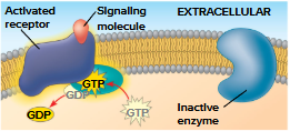 <p>Cell-surface transmembrane receptors that work with G proteins</p><ul><li><p>G proteins bind energy-rich GTP (similar to ATP)</p><ul><li><p>all G proteins are similar in structure</p></li><li><p>GPCR systems are extremely widespread and diverse in function</p></li></ul></li></ul><p></p>
