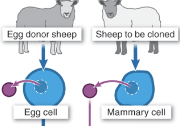 <p>Remove nucleus from from both egg cell and mammary cell. </p>