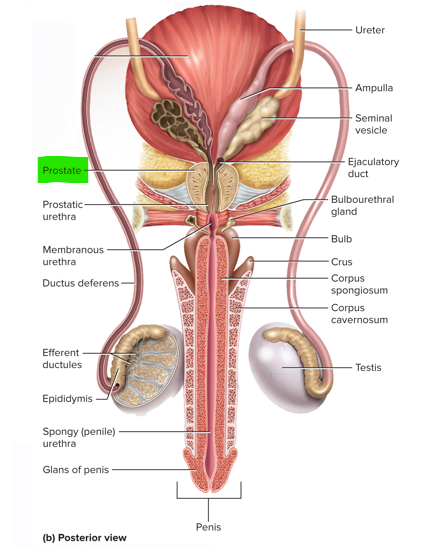 <p>Prostate </p>
