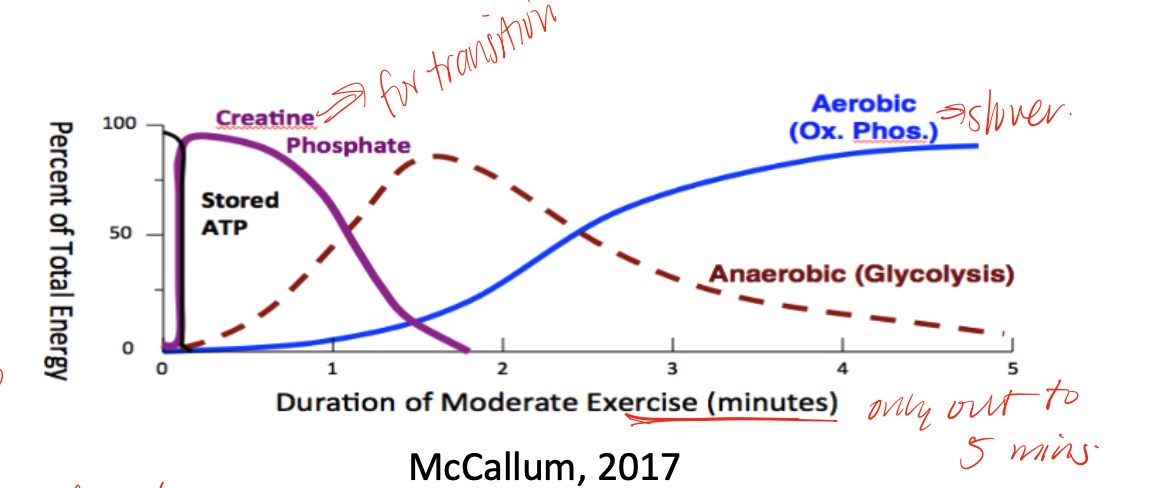<p>mechanism that is used to replenish ATP during initial transition from rest to activity before oxidative phosphorylation and glycolysis is really able to kick in or catch up </p>