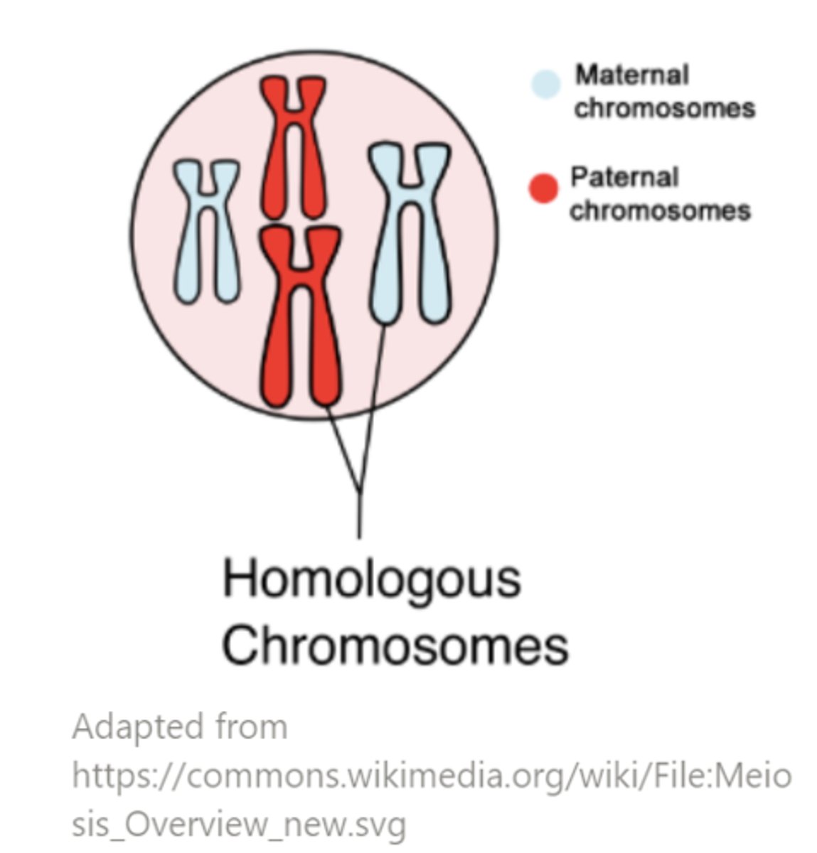<p>diploid; homologous</p>