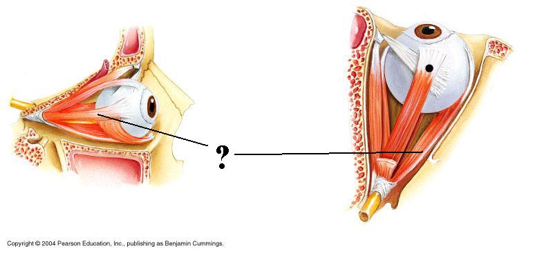 <p><span><span>Identify the indicated structure</span></span></p>