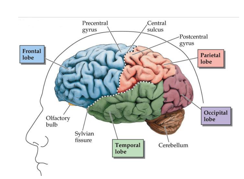 <p>Frontal</p><p>Parietal</p><p>Occipital</p><p>Temporal</p>