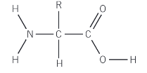 <p>Amino acids are organic compounds containing both amine (NH<sub>2</sub>) and carboxylic acid (COOH) functional groups</p><p></p>