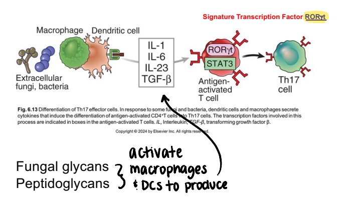 <p>fungal glycans/peptidoglycans activate macrophages and DCs to produce:</p><ul><li><p>IL-1</p></li><li><p>IL-6</p></li><li><p>IL-23</p></li><li><p>TGF-<span>β</span></p></li></ul><p></p>