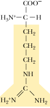 <p>What is the 3 letter abbreviation for</p><p>Arginine?</p>