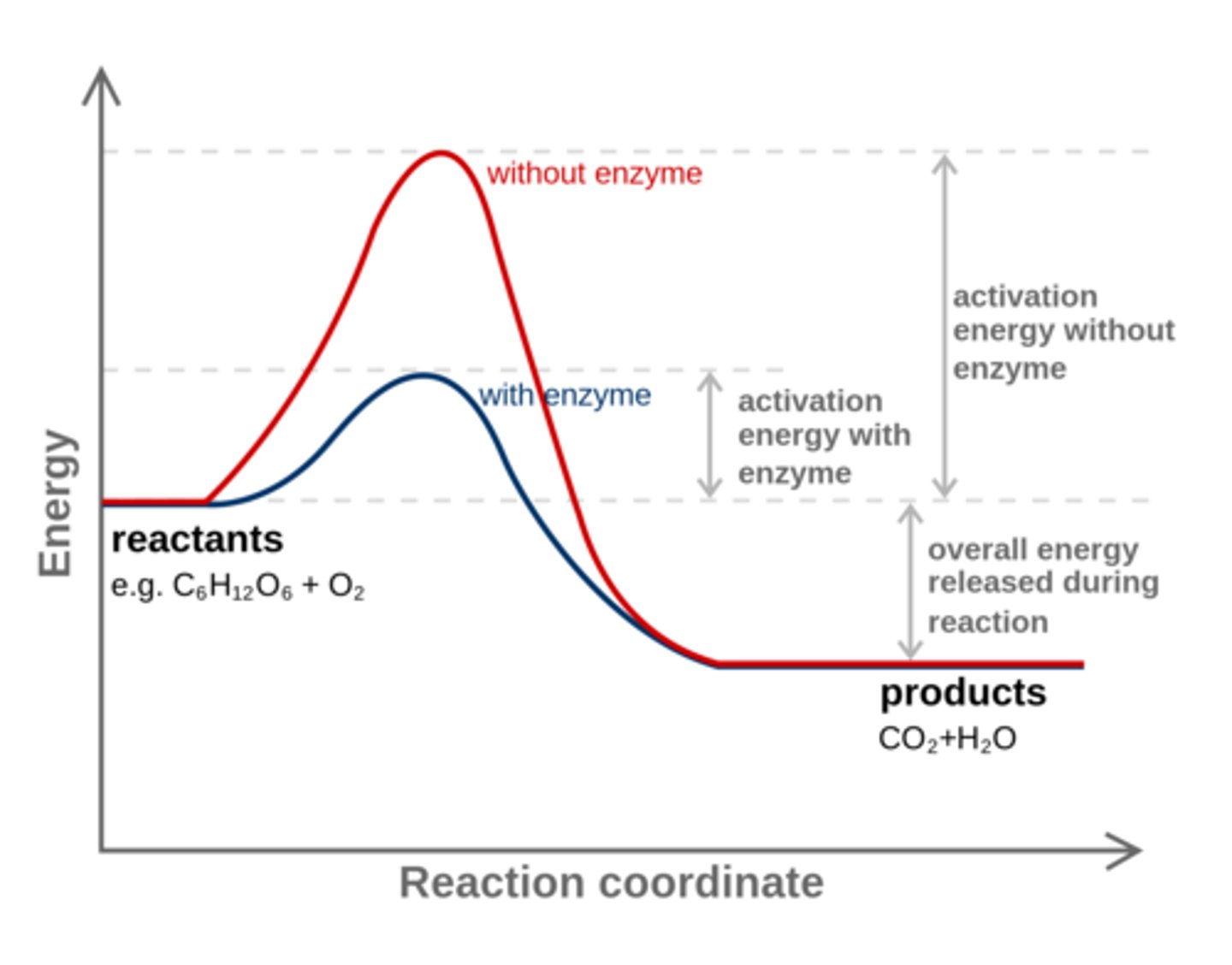 <p>x-axis is reaction progression</p><p>y-axis is free energy</p><p>peaks are transition states</p><p>valleys are intermediates</p><p>the highest peak is the rate limiting step</p><p>difference between reactant energy and highest peak is Ea</p><p>catalysts lower peaks, does not affect equilibrium</p>