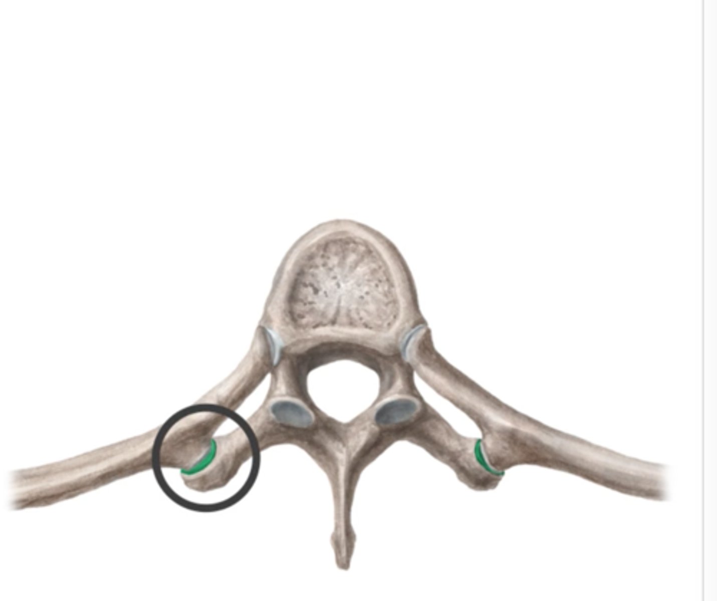 <p>Whats this?</p><p>black circle --&gt; tubercle</p><p>other section with cartilage --&gt; head</p>