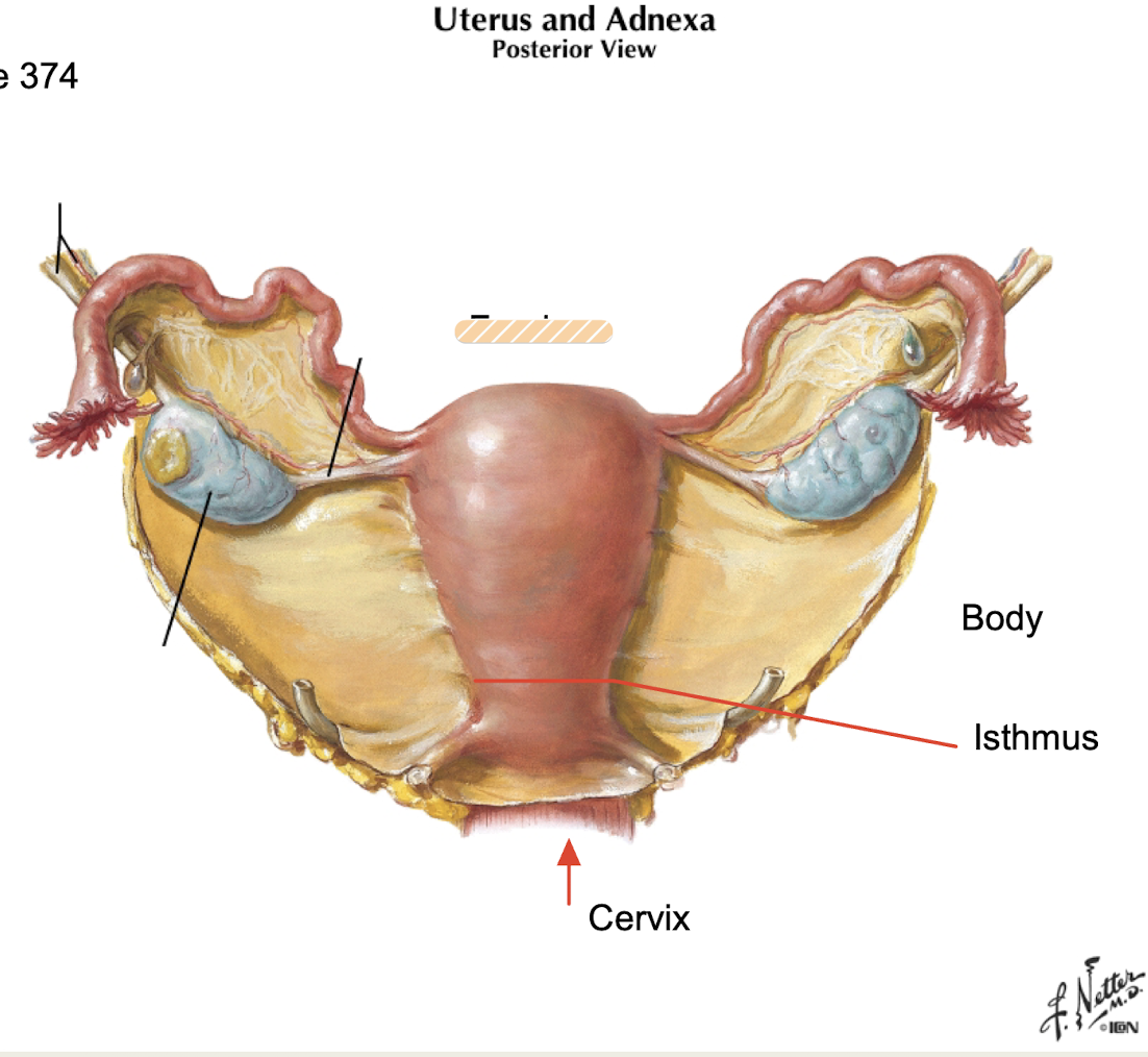 <p>rounded top of uterus</p>