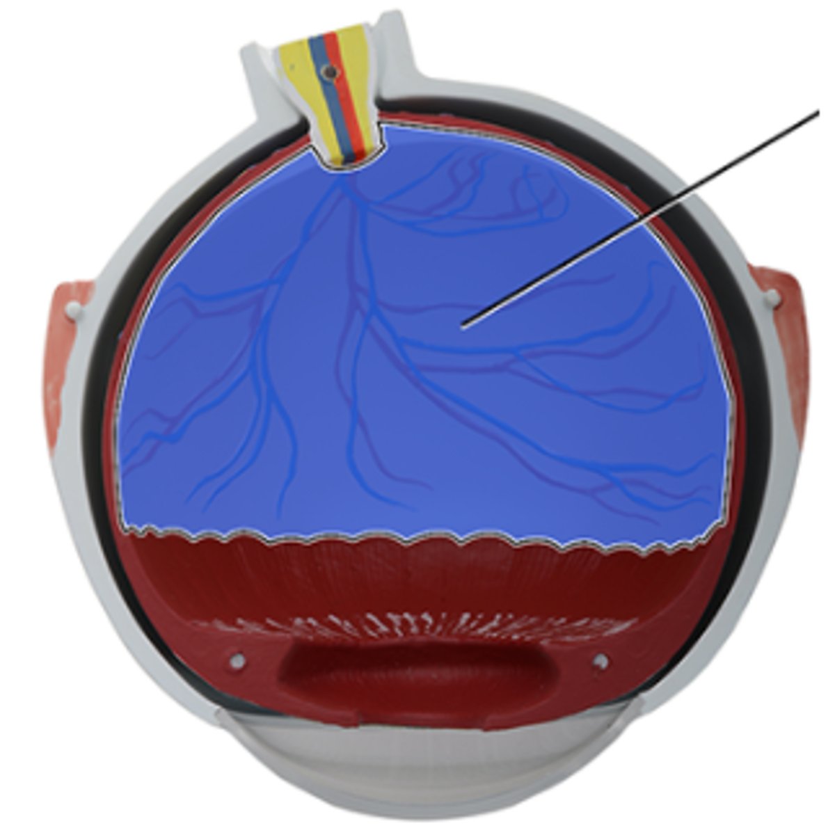<p>Which structure is highlighted and indicated by the leader line?</p><p>a. Choroid</p><p>b. Optic nerve (CN II)</p><p>c. Optic disc</p><p>d. Central vein of retina</p><p>e. Central artery of retina</p><p>f. Retina</p>