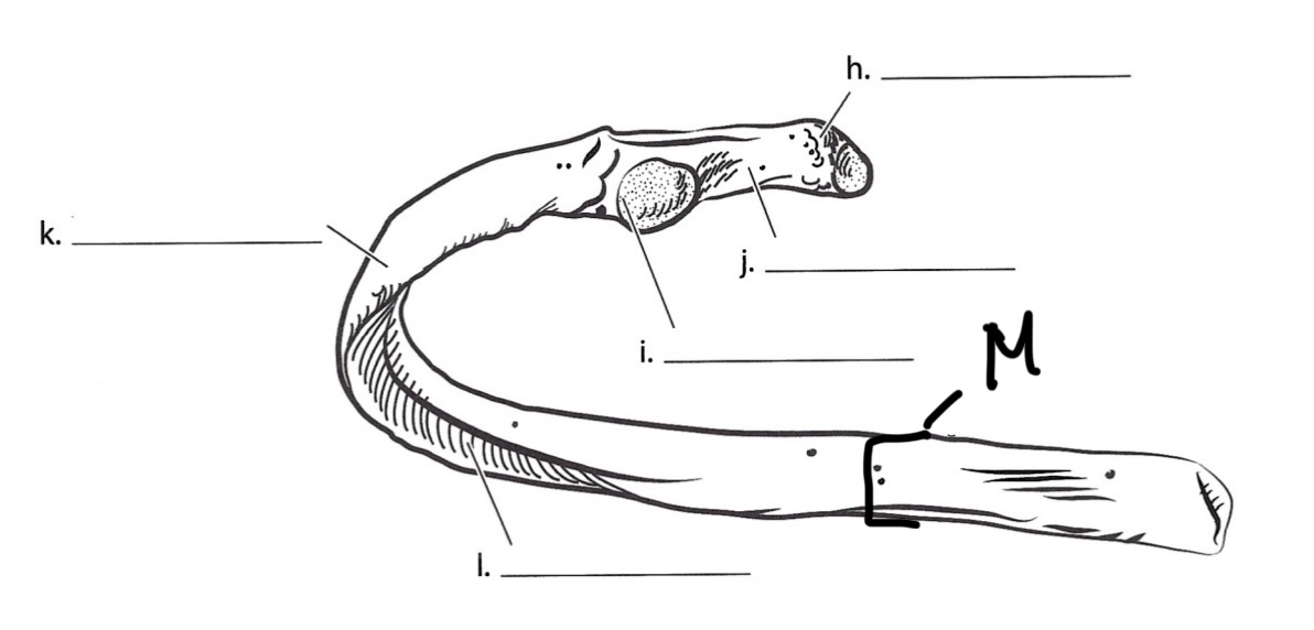 <p>M</p>