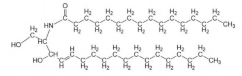 <p>sphinogsine and fatty acid via amide linkage</p>