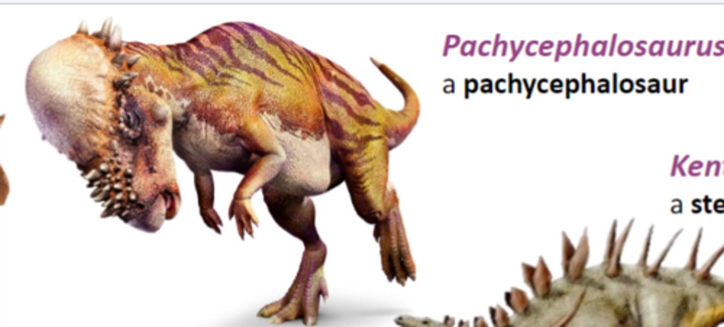 <p>a pachycephalosaur</p>