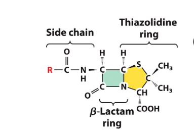 <p>excreted by fungi and acts as a transpeptidase inhibitor, killing bact</p>
