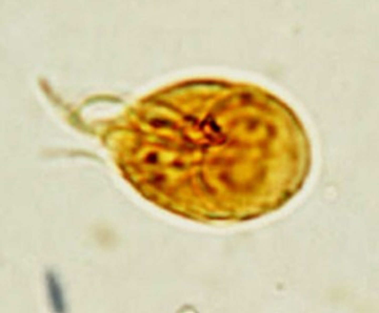 <p>Identify the parasite</p>