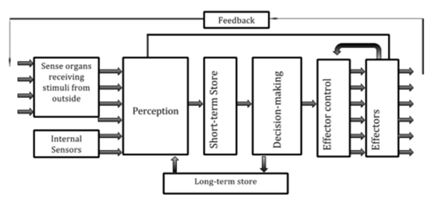 <p>1.) Sense organs &amp; internal sensors</p><p>2.) Perception -&gt; STM -&gt; decision making-&gt;</p><p>(long term memory)</p><p>3.) Effector control -&gt; effectors</p>