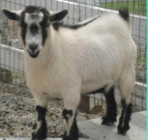 <ul><li><p><span style="color: rgb(0, 0, 0);">A breed of miniature domestic goat, developed from the West African dwarf goat.</span></p></li><li><p><span style="color: rgb(0, 0, 0);">Primarily kept as pets, they are active and friendly and enjoy having items to jump on.</span></p></li><li><p><span style="color: rgb(0, 0, 0);">They are small and compact.</span></p></li><li><p><span style="color: rgb(0, 0, 0);">Colors and coat patterns can vary significantly and can be categorized into caramel patterned, agouti patterned and black patterned.</span></p></li><li><p><span style="color: rgb(0, 0, 0);">Bucks: 60 – 85 lbs.</span></p></li><li><p><span style="color: rgb(0, 0, 0);">Does: 50 – 75 lbs.</span></p></li></ul><p><span style="color: rgb(0, 0, 0);"><br></span></p>