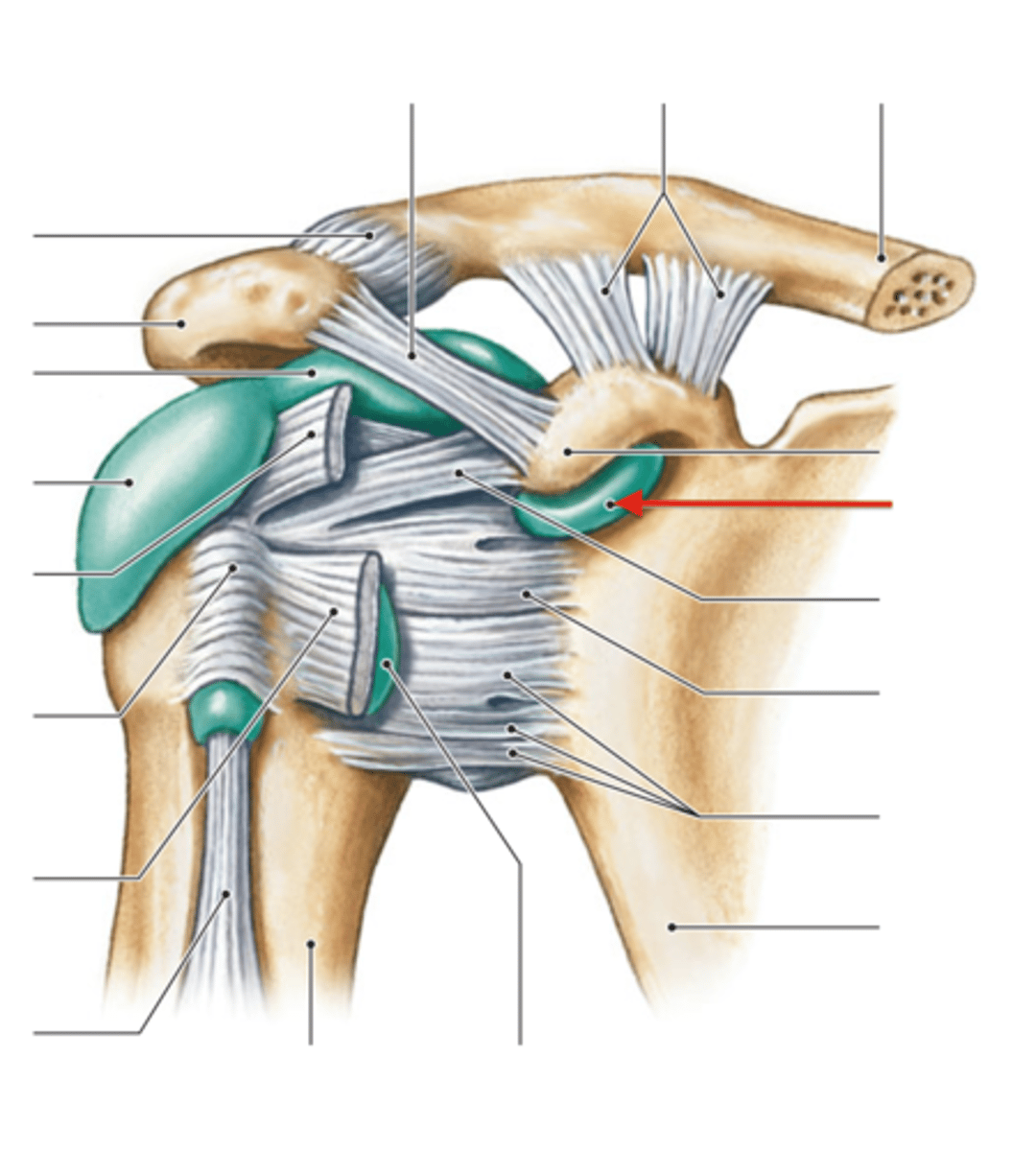 <p>bursa between the glenoid fossa and subscapularis tendon</p>