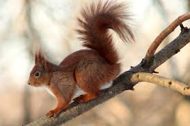 <p><em>Sciurus vulgaris </em></p>