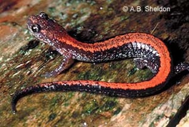 <p>Red-backed Salamander<br>3 to 4 inches<br>Found in northern hardwood forests<br>Breed in fall, lay eggs in June, female guards eggs<br>Most abundant terrestrial vertebrate in eastern U.S.<br>Lead-back (all gray) and erythristic (all red) phases</p>