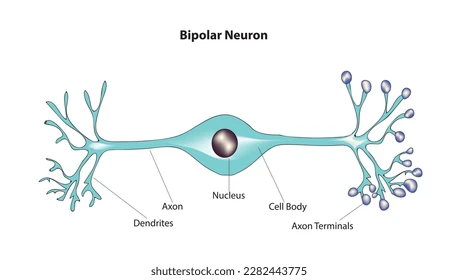 <p>Bipolar Neuron</p>