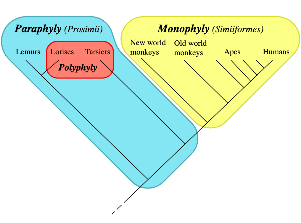 <ol><li><p>Monophyletic group</p></li><li><p>Paraphyletic</p></li><li><p>Polyphyletic</p></li></ol><p></p>